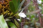 Angraecum borbonicum Orchidaceae Endémique La Réunion 6910.jpeg