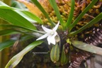 Angraecum borbonicum Orchidaceae Endémique La Réunion 6913.jpeg