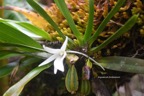 Angraecum borbonicum Orchidaceae Endémique La Réunion 6915.jpeg