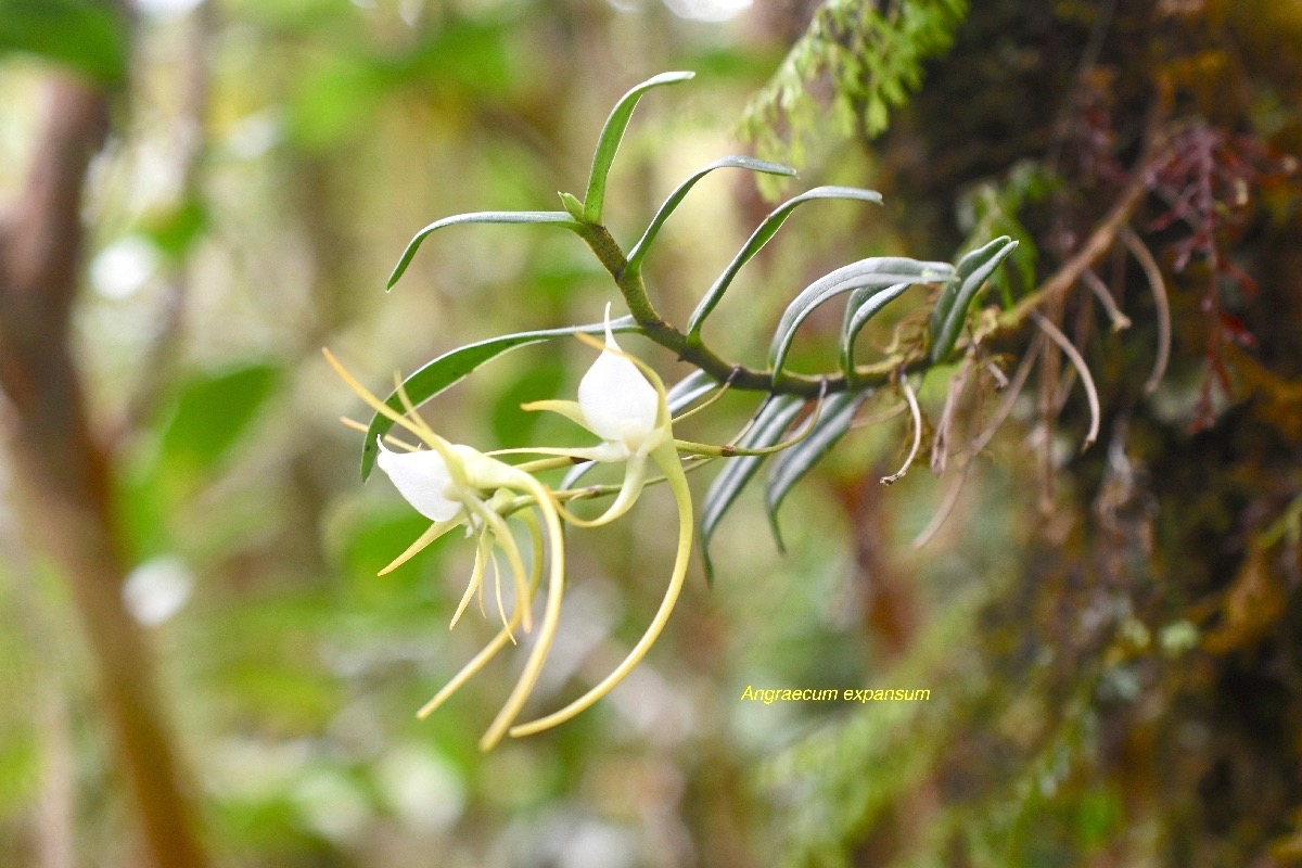 Angraecum expansum Orchidaceae Endémique La Réunion, Maurice 6853.jpeg