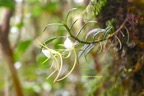 Angraecum expansum Orchidaceae Endémique La Réunion, Maurice 6853.jpeg