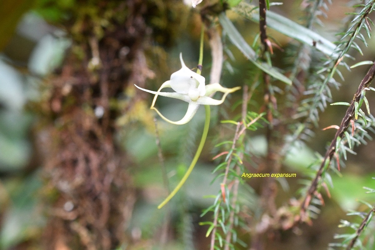 Angraecum expansum Orchidaceae Endémique La Réunion, Maurice 6909.jpeg