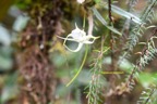 Angraecum expansum Orchidaceae Endémique La Réunion, Maurice 6909.jpeg