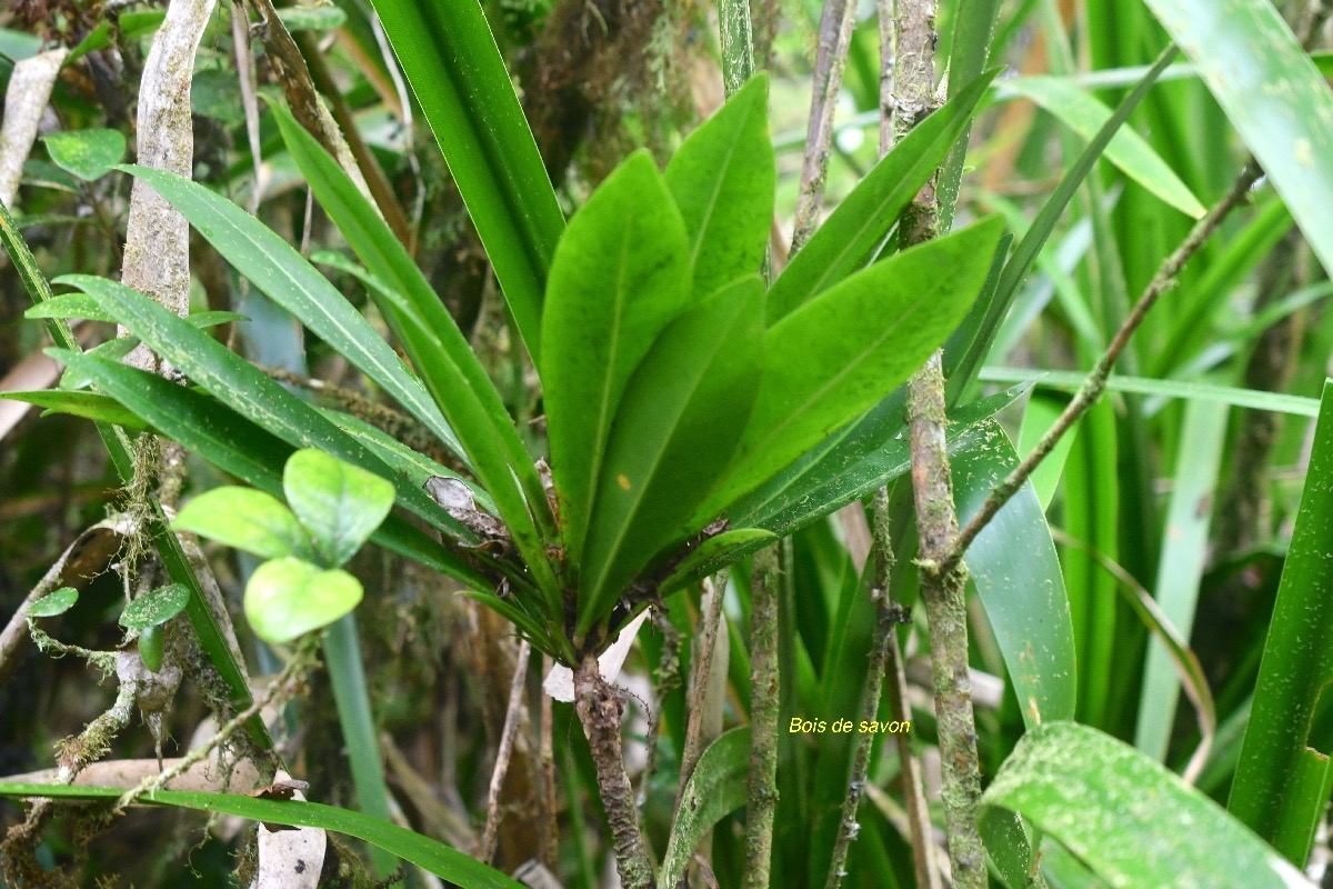 Badula borbonica Bois de savon Primul aceae Endémique La Réunion 6837.jpeg