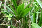 Badula borbonica Bois de savon Primul aceae Endémique La Réunion 6837.jpeg