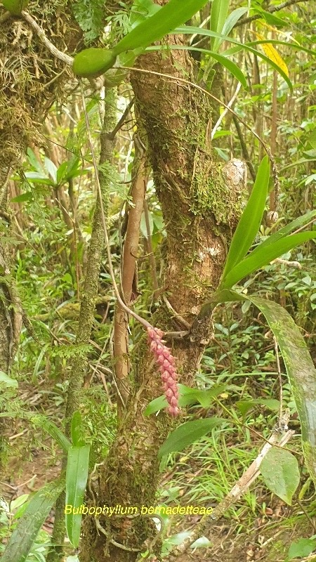 Bulbophyllum bernadetteae Orchida ceae Indigène La Réunion 13.jpeg