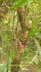 Bulbophyllum bernadetteae Orchida ceae Indigène La Réunion 13.jpeg