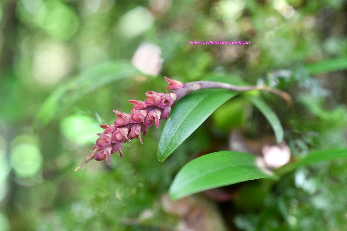 Bulbophyllum bernadetteae Orchidac eae Indigène La Réunion 6892.jpeg