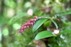 Bulbophyllum bernadetteae Orchidac eae Indigène La Réunion 6892.jpeg