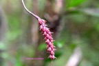 Bulbophyllum bernadetteae Orchidac eae Indigène La Réunion 6895.jpeg