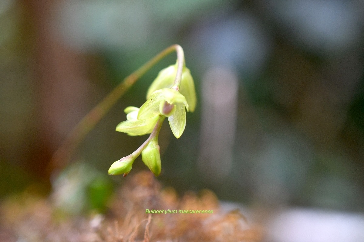 bulbophyllum mascarenense ( minutum) Orchidac eae Endémique La Réunion, Maurice 6925.jpeg