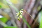 Bulbophyllum mascarenense (minutum ) Orchidac eae Endémique La Réunion, Maurice 6920.jpeg