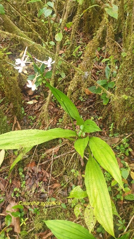 Calanthe sylvatica Orchidaceae  Indigène La Réunion 21.jpeg