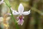 Calanthe sylvatica Orchidaceae Indigène La Réunion 6942.jpeg