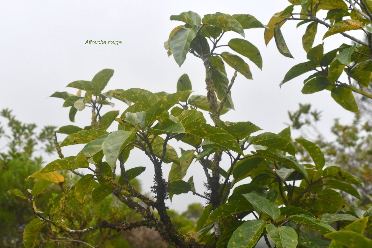 Ficus mauritiana Affouche rouge Moraceae  Endémique La Réunion, Maurice 6886.jpeg