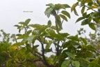 Ficus mauritiana Affouche rouge Moraceae  Endémique La Réunion, Maurice 6886.jpeg