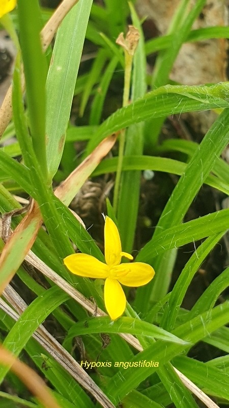 Hypoxis angustifolia Hypoxidacea e Indigène La Réunion 200.jpeg