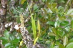 Lepisorus spicatus Polypodiaceae  Indigène La Réunion 6884.jpeg