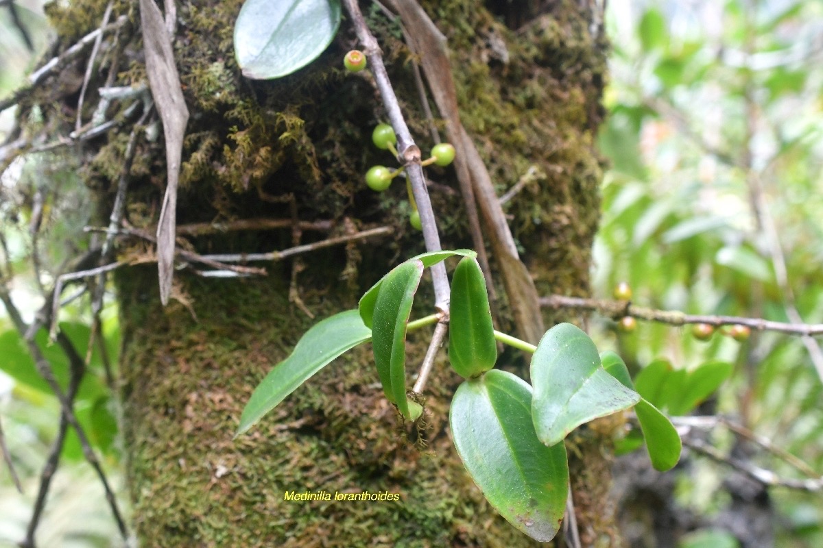 Medinilla loranthoides Melastomataceae Endémique La Réunion 6934.jpeg