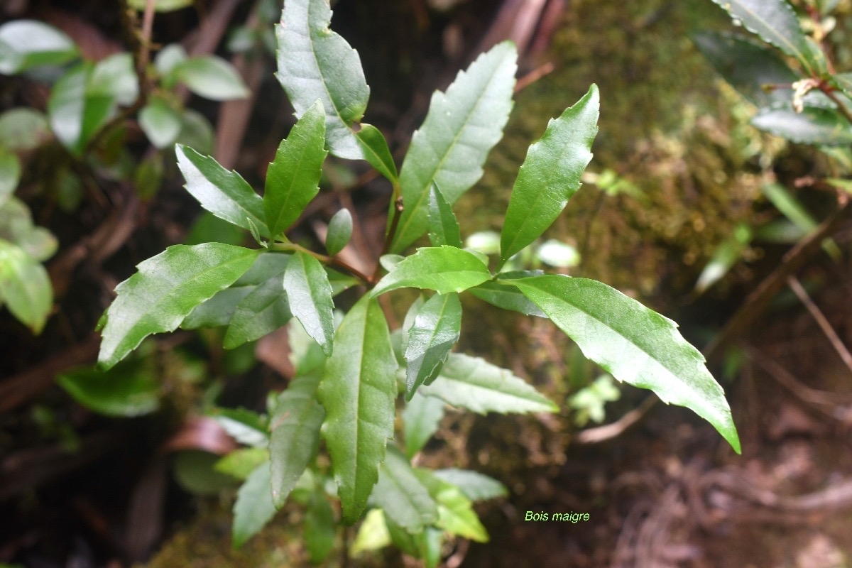 Nuxia verticillata Bois maigre Stilbaceae  Endémique La Réunion, Maurice 6928.jpeg