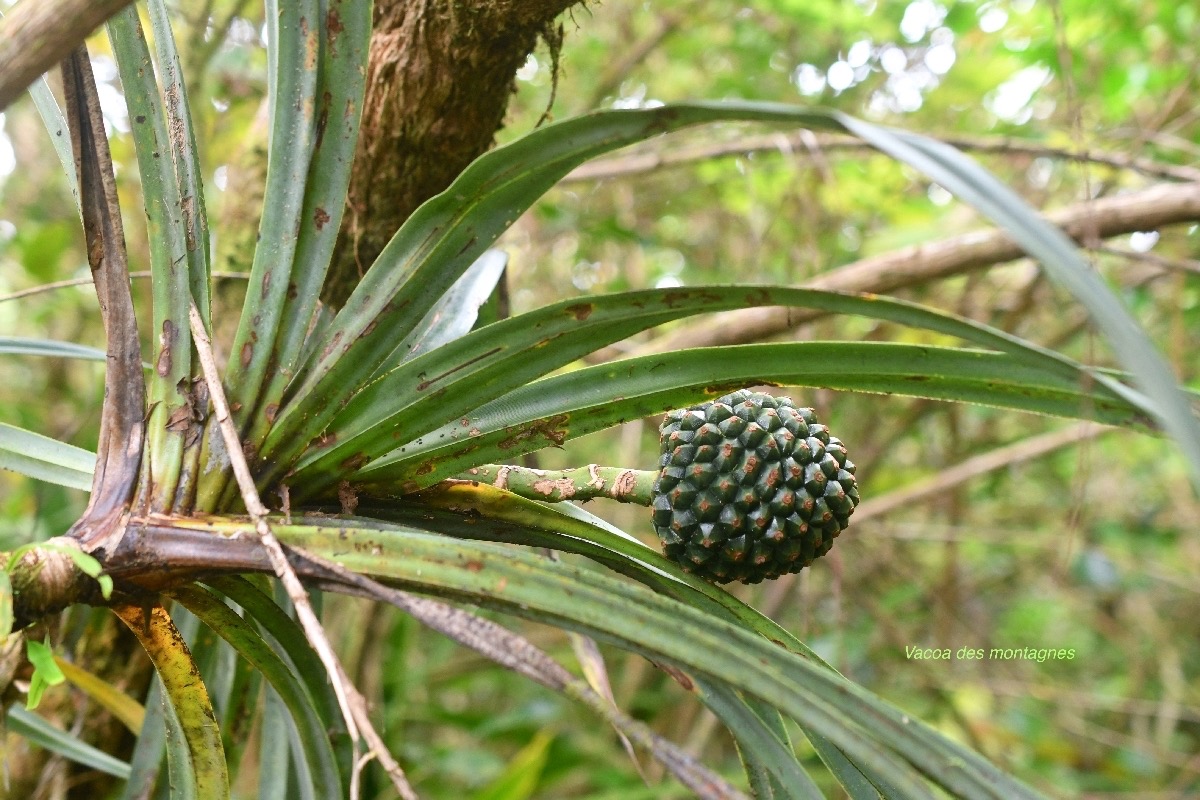 Pandanus montanus Vacoa des montagnes Pan danaceae Endémique La Réunion 6828.jpeg