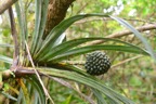 Pandanus montanus Vacoa des montagnes Pan danaceae Endémique La Réunion 6828.jpeg