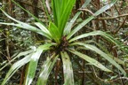 Pandanus purpurascens Vacoa des hauts Pan danaceae Endémique La Réunion 6904.jpeg