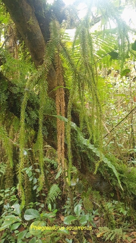 Phlegmariurus squarrosus Lycopodia ceae Indigène La Réunion 25.jpeg