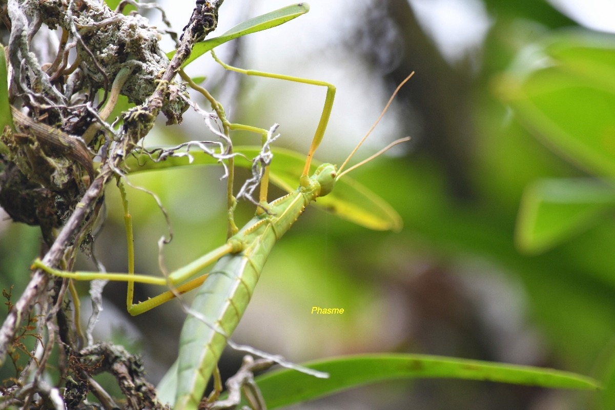 Rhaphiderus spiniger femelle Phasme Tropidoderinae  Indigène La Réunion 6844.jpeg