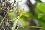 Rhaphiderus spiniger femelle Phasme Tropidoderinae  Indigène La Réunion 6844.jpeg