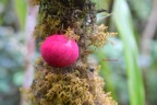 Syzygium sp.jpeg