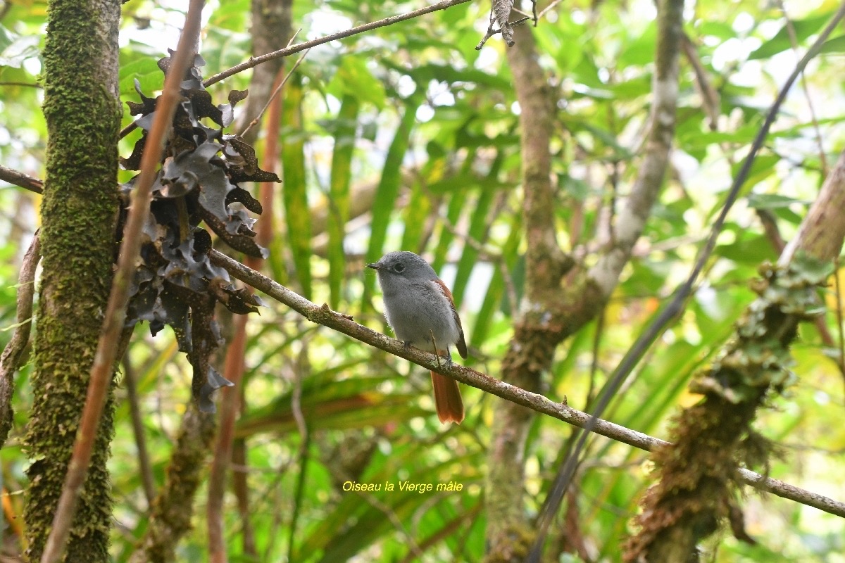 Tersiphone bourbonnensis Oiseau la Vierge Monarchidae Endémique La Réunion 6930.jpeg