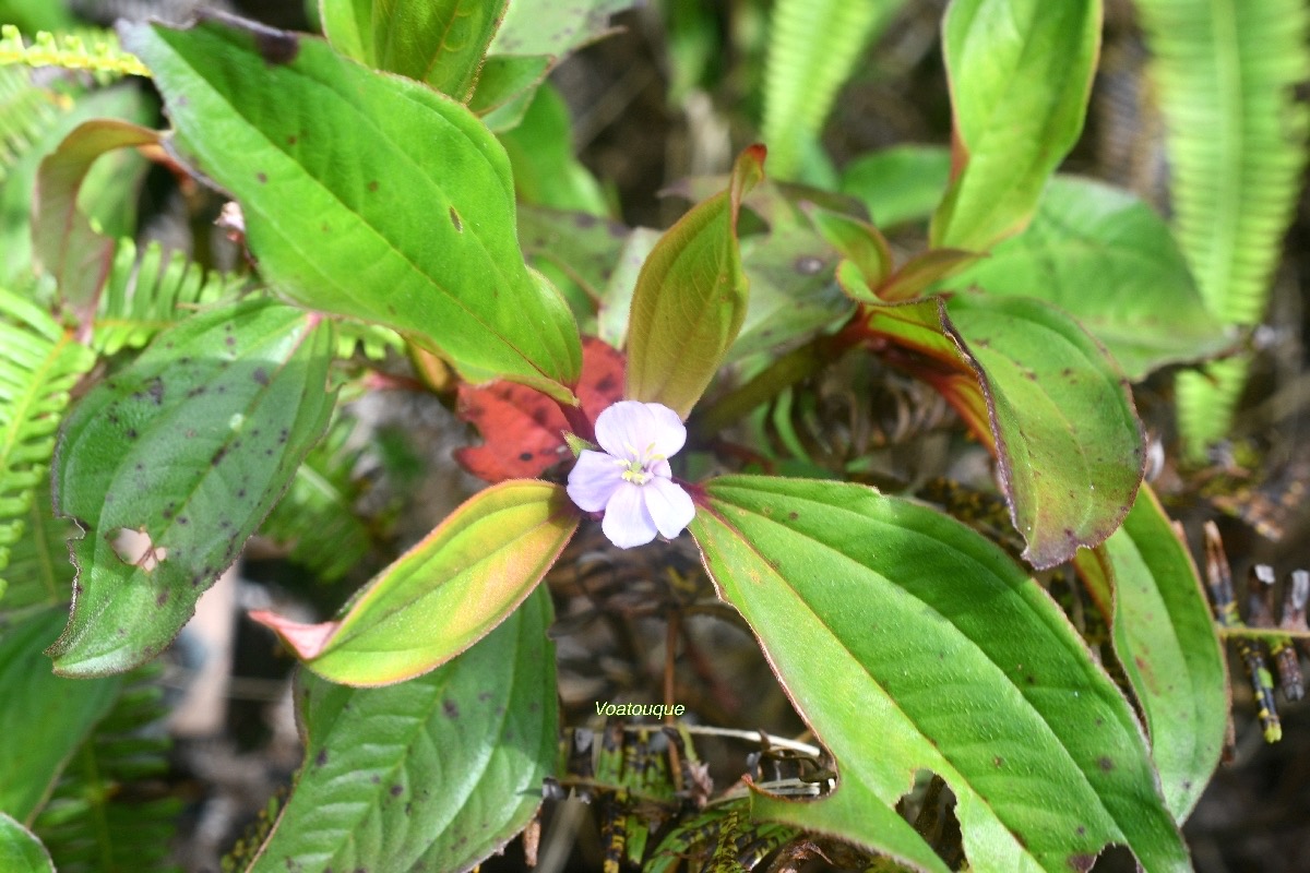 Tristemma mauritianum Voatouque Melastomataceae  Indigène La Réunion 6826.jpeg