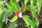 Tristemma mauritianum Voatouque Melastomataceae  Indigène La Réunion 6826.jpeg