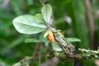 Turraea cadetii Bois de quivi Meliaceae Endémique La Réunion, Maurice  6834.jpeg