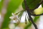 Turraea cadetii Bois de quivi Meliaceae Endémique La Réunion, Maurice 6901.jpeg