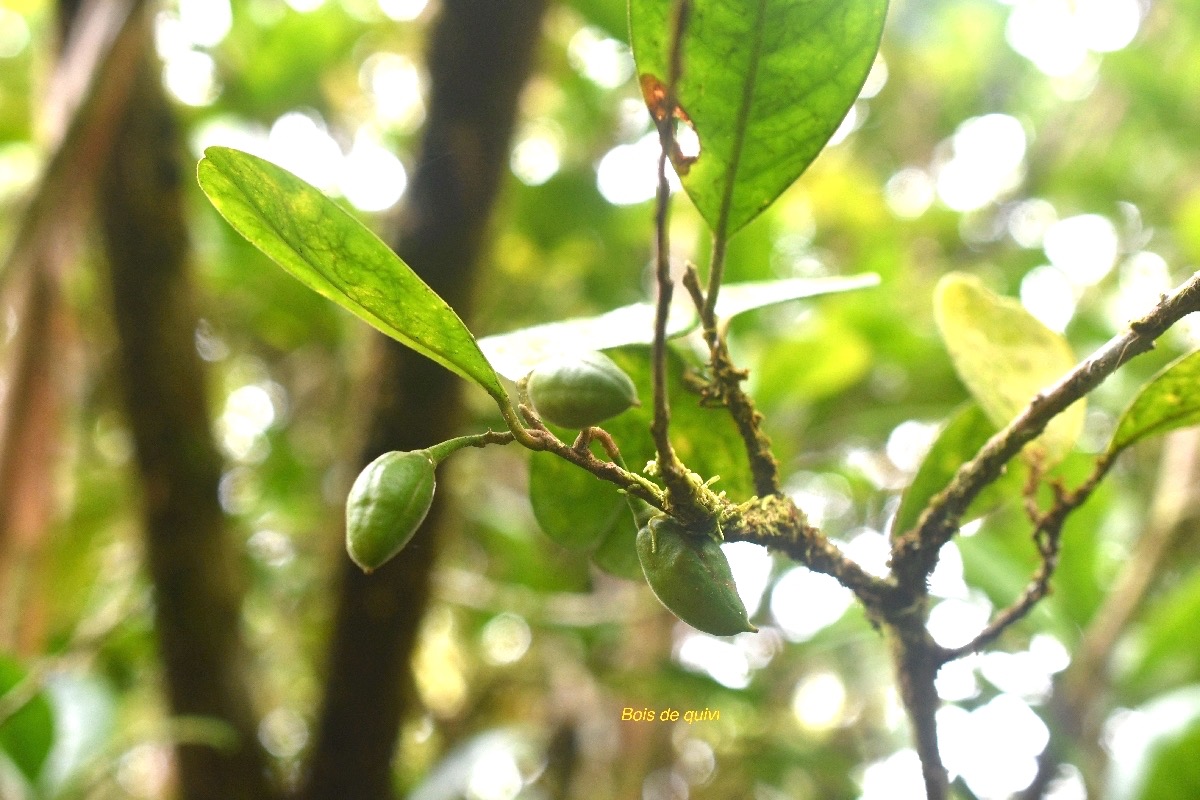 Turraea cadetii Bois de quivi Meliaceae Endémique La réunion,Maurice 6874.jpeg