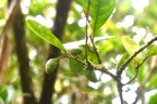 Turraea cadetii Bois de quivi Meliaceae Endémique La réunion,Maurice 6874.jpeg