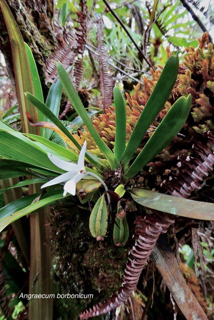 Angraecum borbonicum..disposition des feuilles en éventail.orchidaceae.endémique Réunion..jpeg