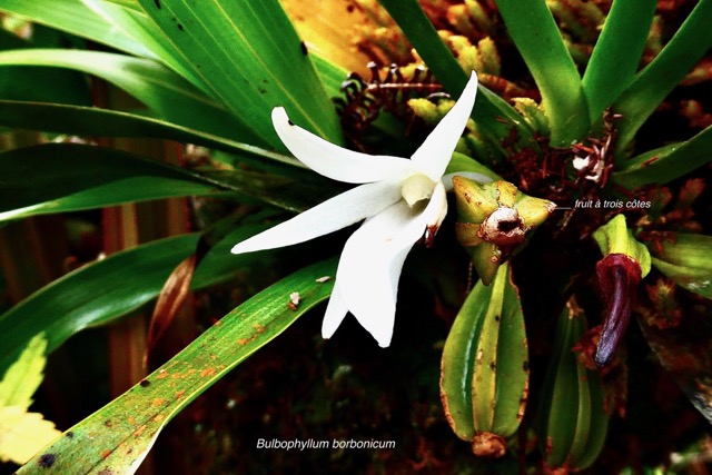 Angraecum borbonicum.fruit à trois côtes .orchidaceae.endémique Réunion..jpeg