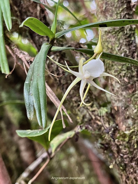 Angraecum expansum.petit faham.orchidaceae;endémique Réunion Maurice. (1).jpeg