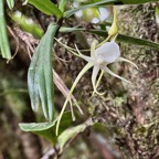 Angraecum expansum.petit faham.orchidaceae;endémique Réunion Maurice. (1).jpeg