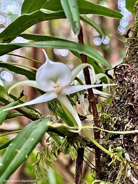 Angraecum expansum.petit faham.orchidaceae;endémique Réunion Maurice. (2).jpeg