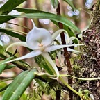 Angraecum expansum.petit faham.orchidaceae;endémique Réunion Maurice. (2).jpeg