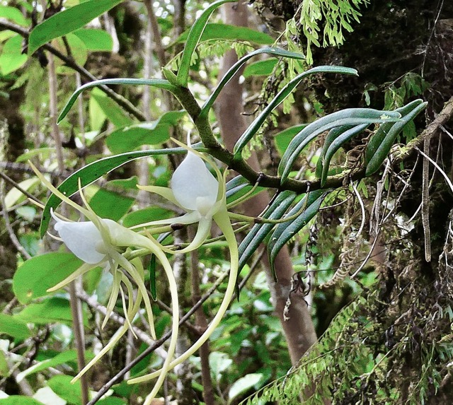 Angraecum expansum.petit faham.orchidaceae;endémique Réunion Maurice..jpeg