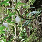 Angraecum expansum.petit faham.orchidaceae;endémique Réunion Maurice..jpeg