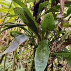 Antrophyum boryanum .fougère langue de boeuf .pteridaceae.indigène Réunion..jpeg