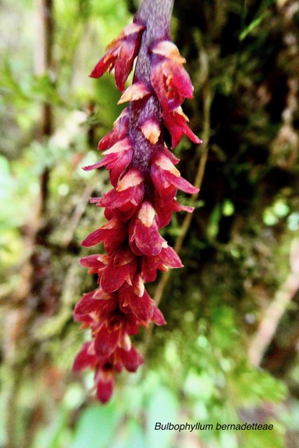 Bulbophyllum bernadetteae Casstillon. ( Bulbophyllum densum )orchidaceae.endémique Réunion.jpeg