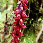 Bulbophyllum bernadetteae Casstillon. ( Bulbophyllum densum )orchidaceae.endémique Réunion.jpeg