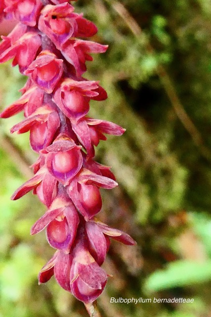 Bulbophyllum bernadetteae Casstillon.( Bulbophyllum densum ) orchidaceae.endémique Réunion (1).jpeg